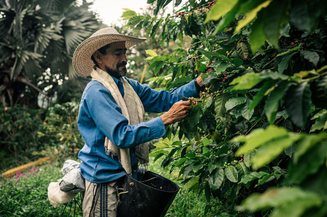 Café de especialidad con impacto social: la visión SAKONA por un comercio justo