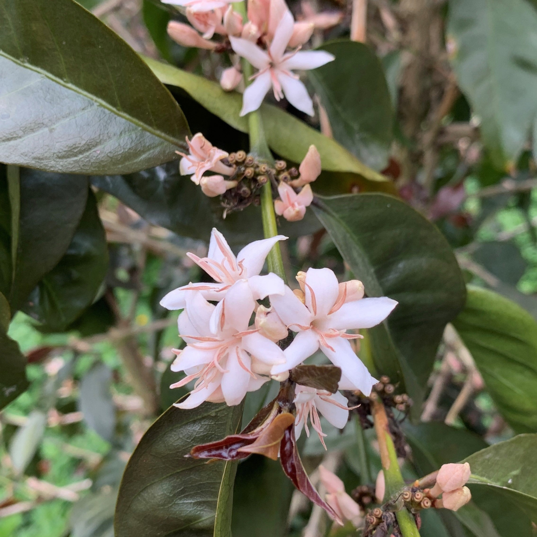 Guatemala - Familia Jimenez