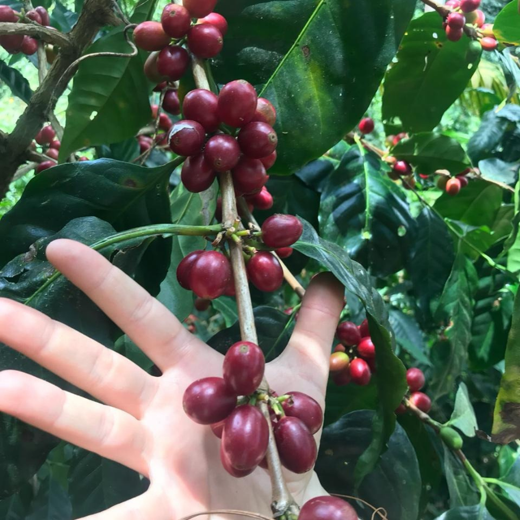 Guatemala - Familia Jimenez
