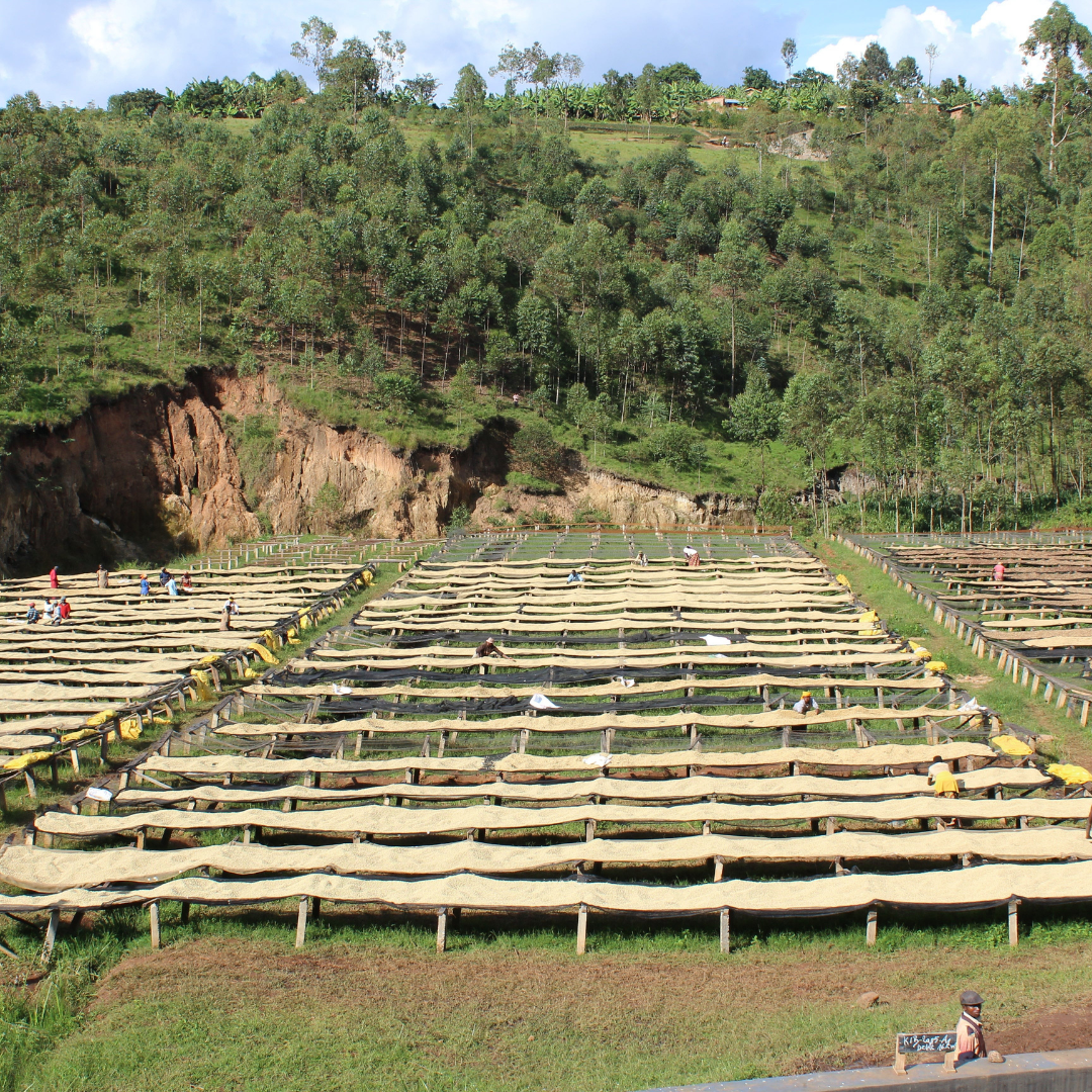 Burundi - Kibingo Oro