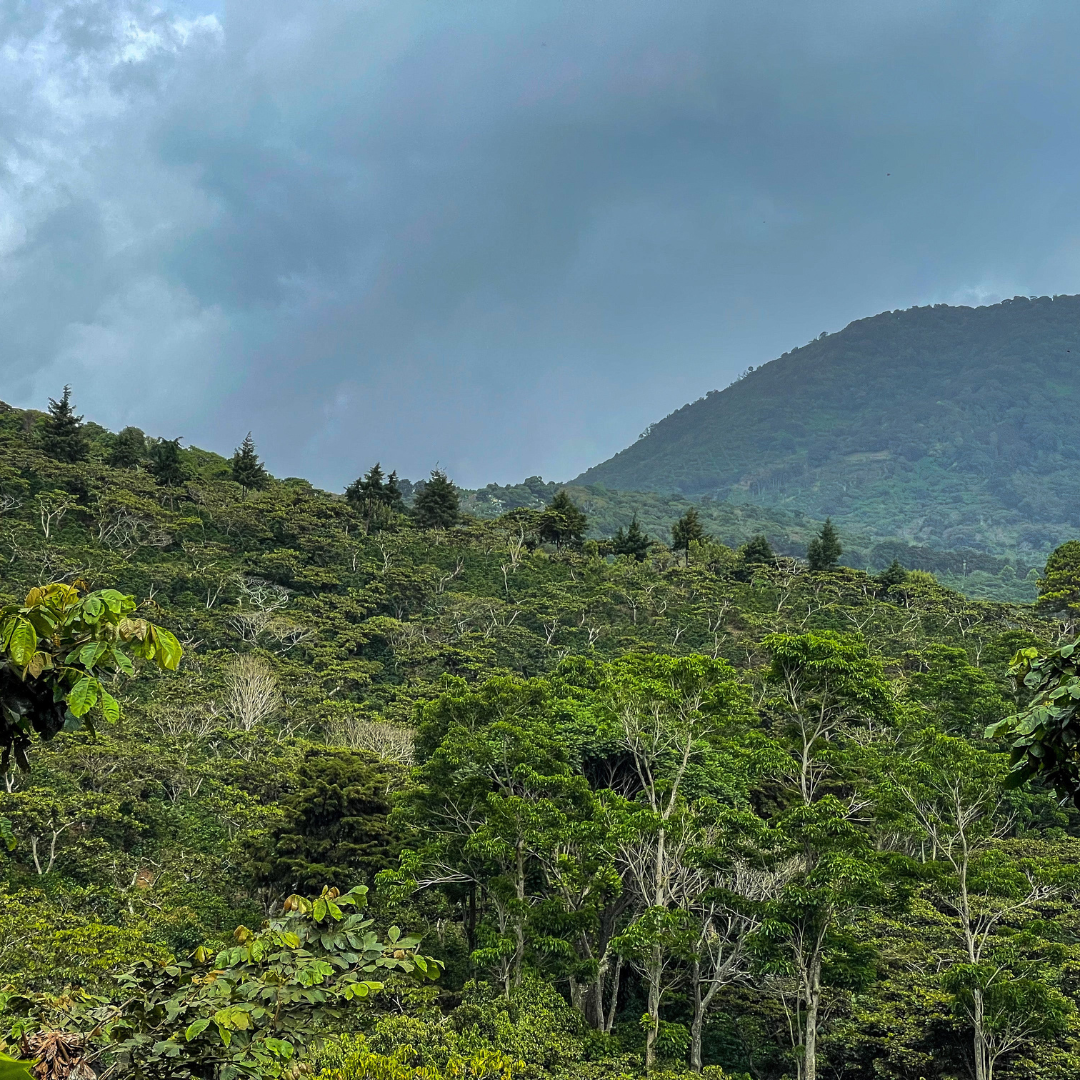 La Fany - El Salvador