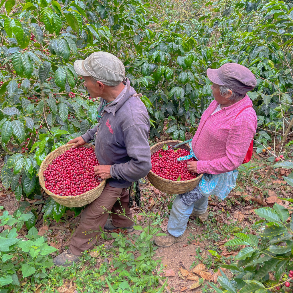 La Fany - El Salvador
