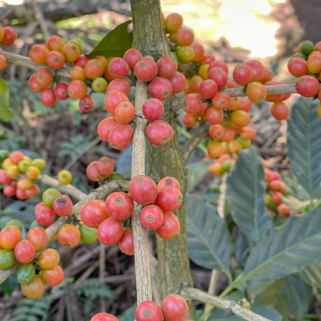 La Fany - El Salvador